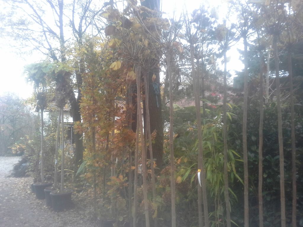 Bume
