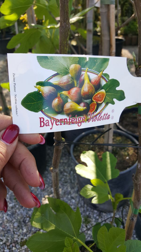 Bayernfeige Violetta - sortengeschtzt