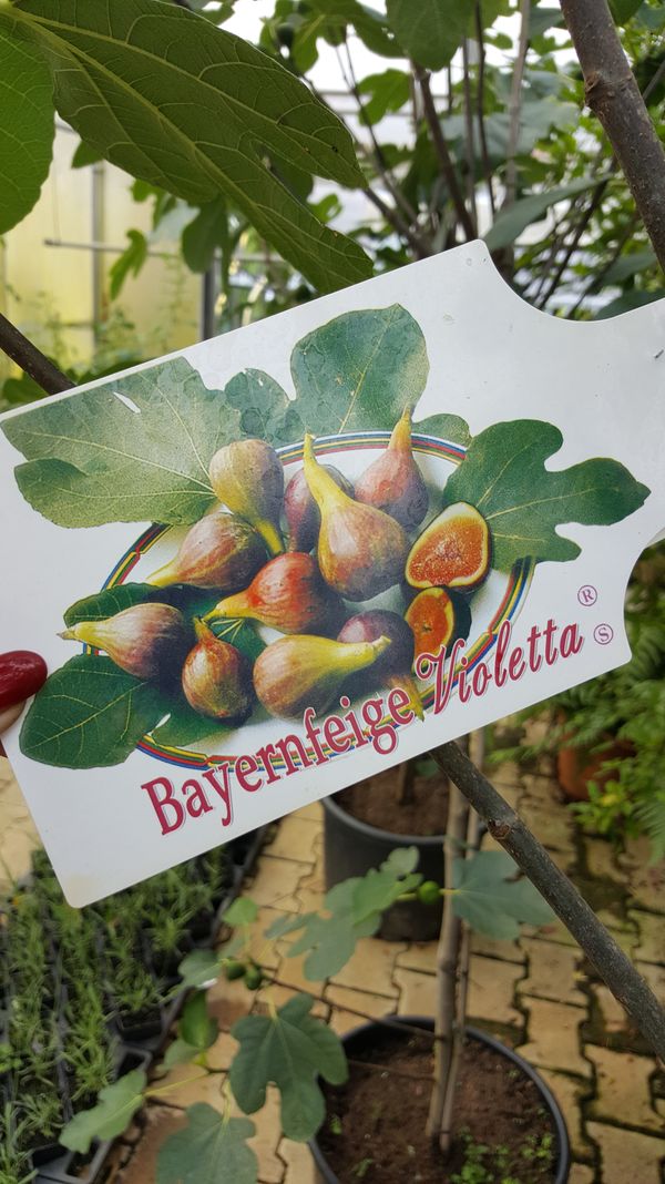 Bayernfeige Violetta - sortengeschtzt