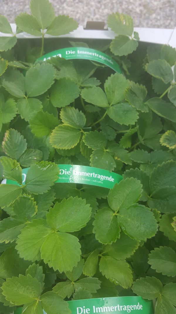 Erdbeerpflanzen