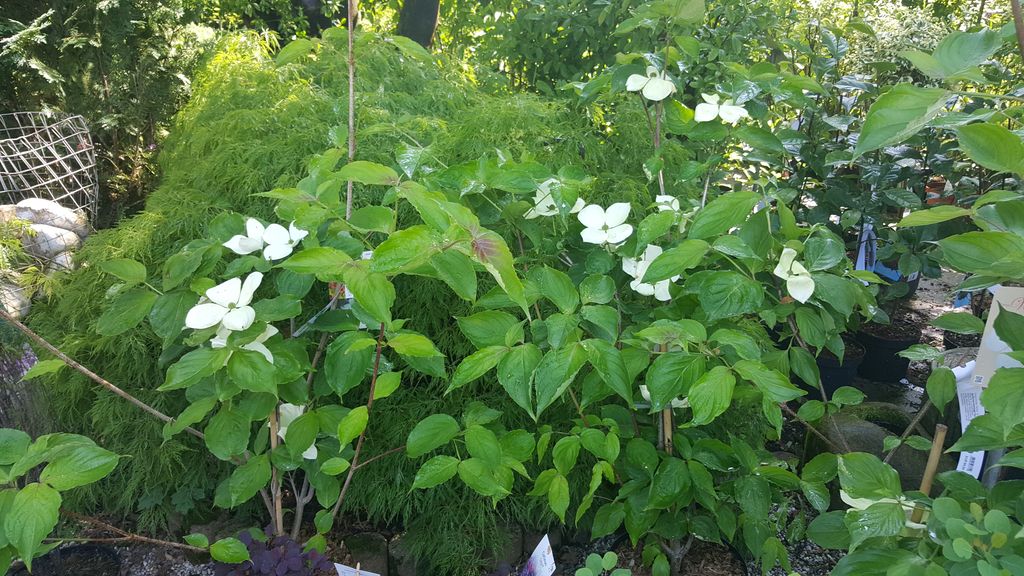 Hartriegel Venus