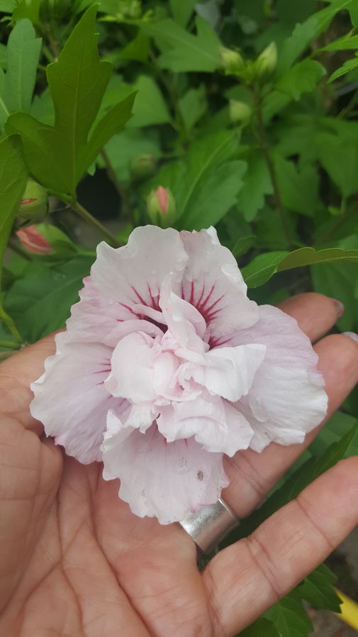 Hibiskus