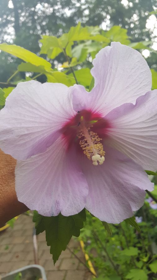 Hibiskus