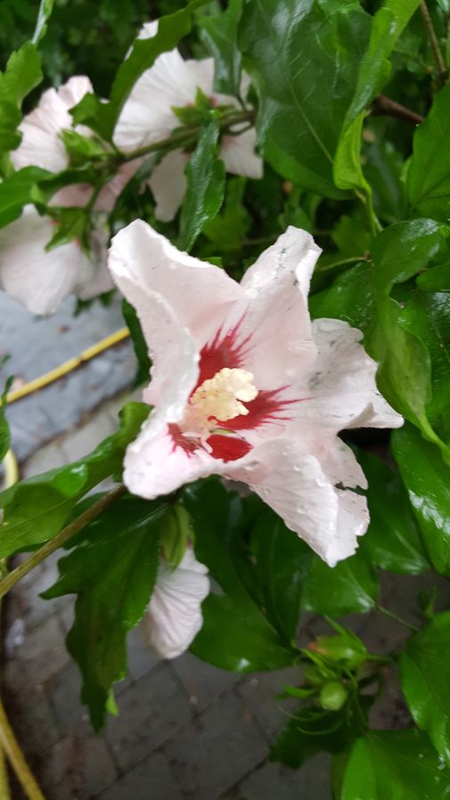 Hibiskus