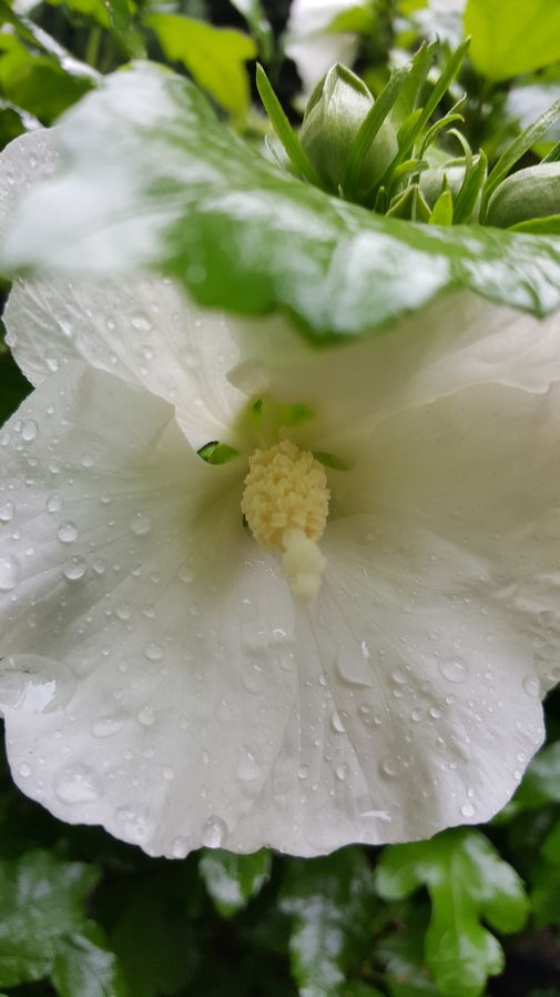 Hibiskus