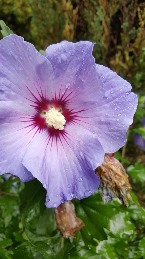 Hibiskus