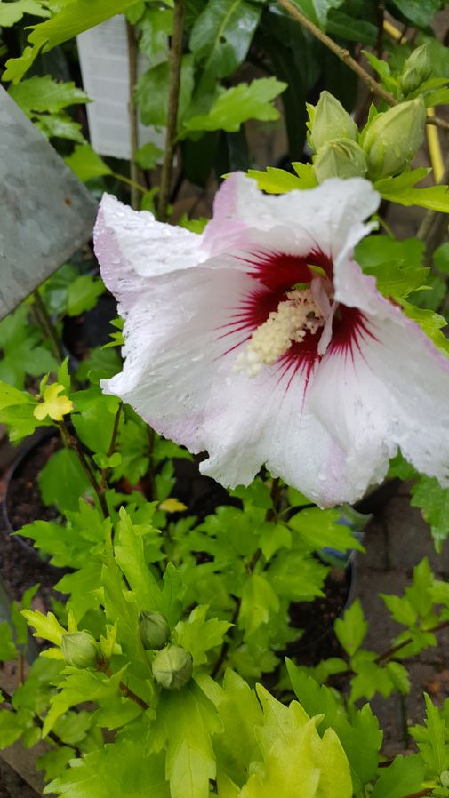 Hibiskus
