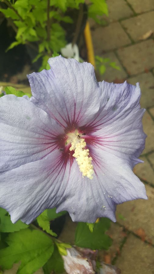 Hibiskus