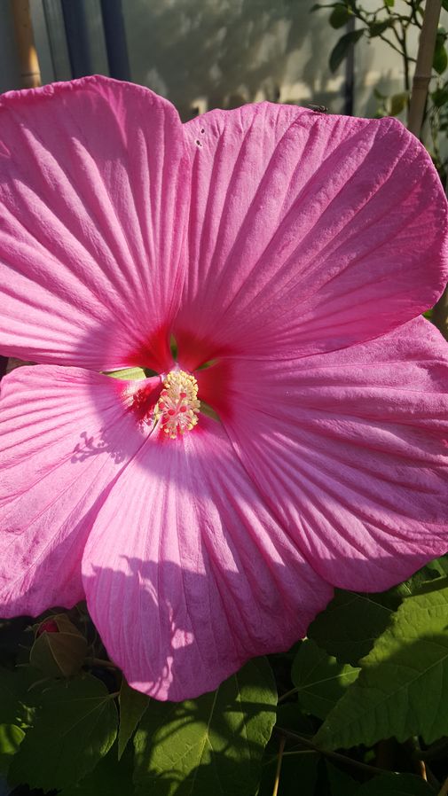 Hibiskus