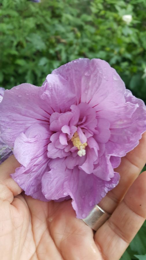 Hibiskus