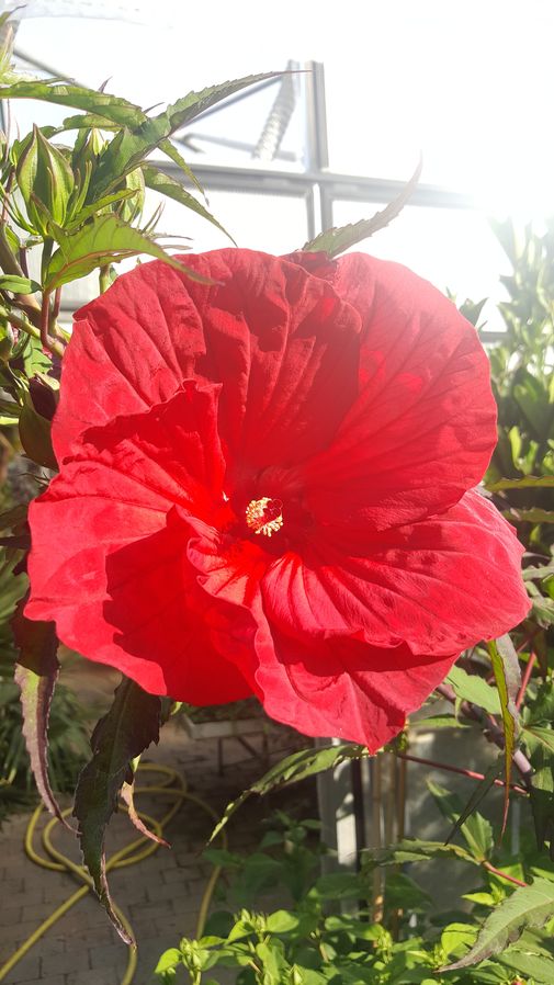 Hibiskus