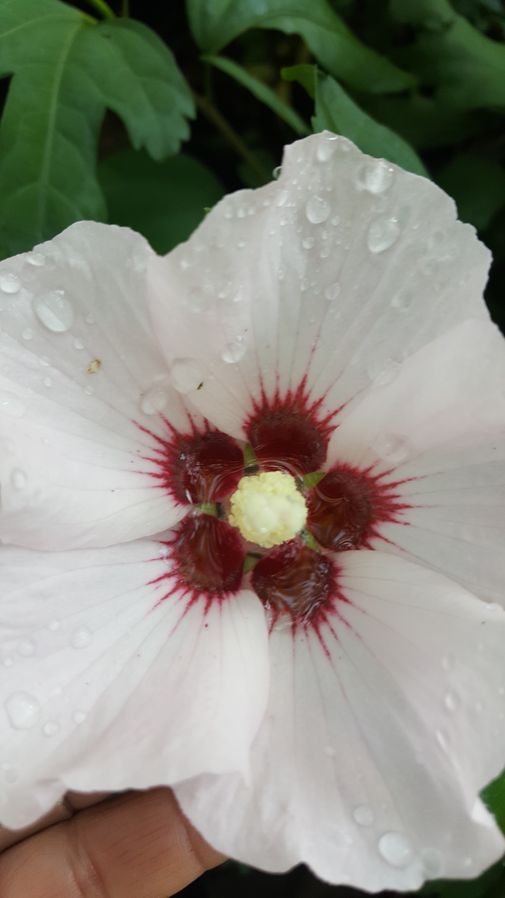 Hibiskus