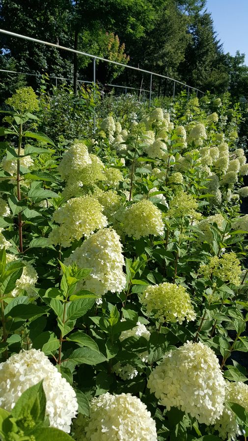 Hortensien