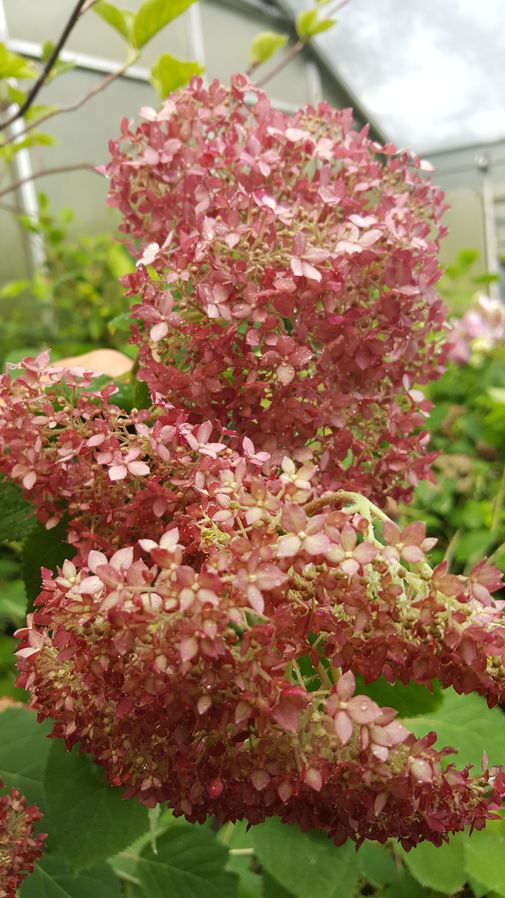 Hortensien