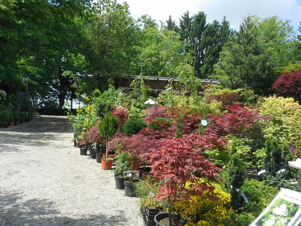 Japanischer Ahorn