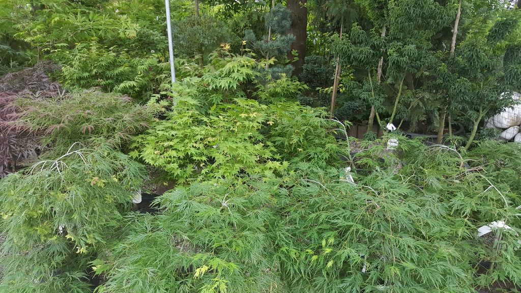 Japanischer Ahorn