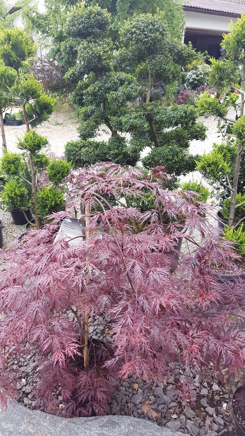 Japanischer Ahorn