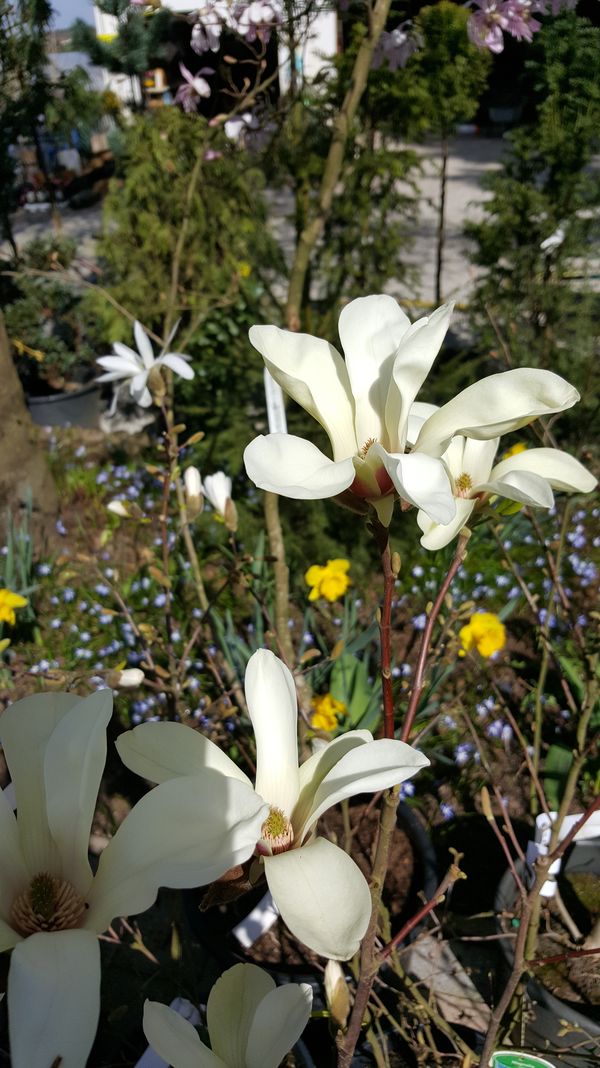 Magnolien - wunscherschne Frhlingsblher