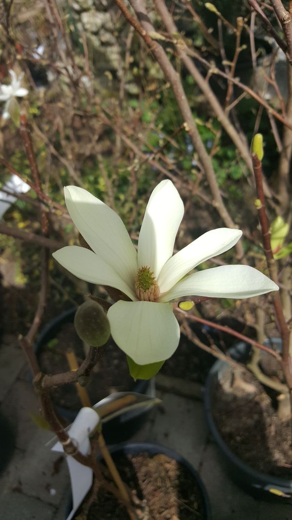 Magnolien - wunscherschne Frhlingsblher