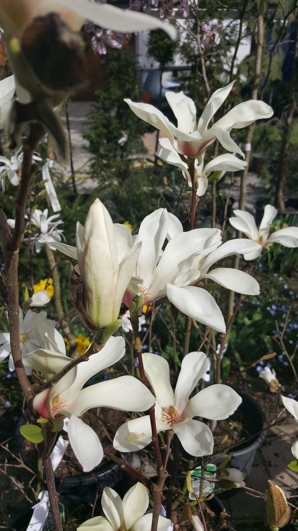 Magnolien - wunscherschne Frhlingsblher