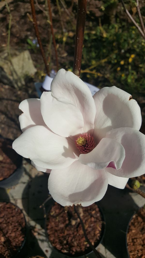 Magnolien - wunscherschne Frhlingsblher