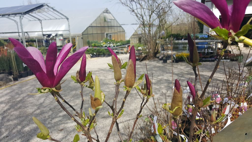 Magnolien - wunscherschne Frhlingsblher
