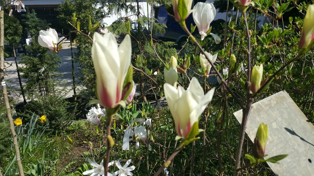 Magnolien - wunscherschne Frhlingsblher