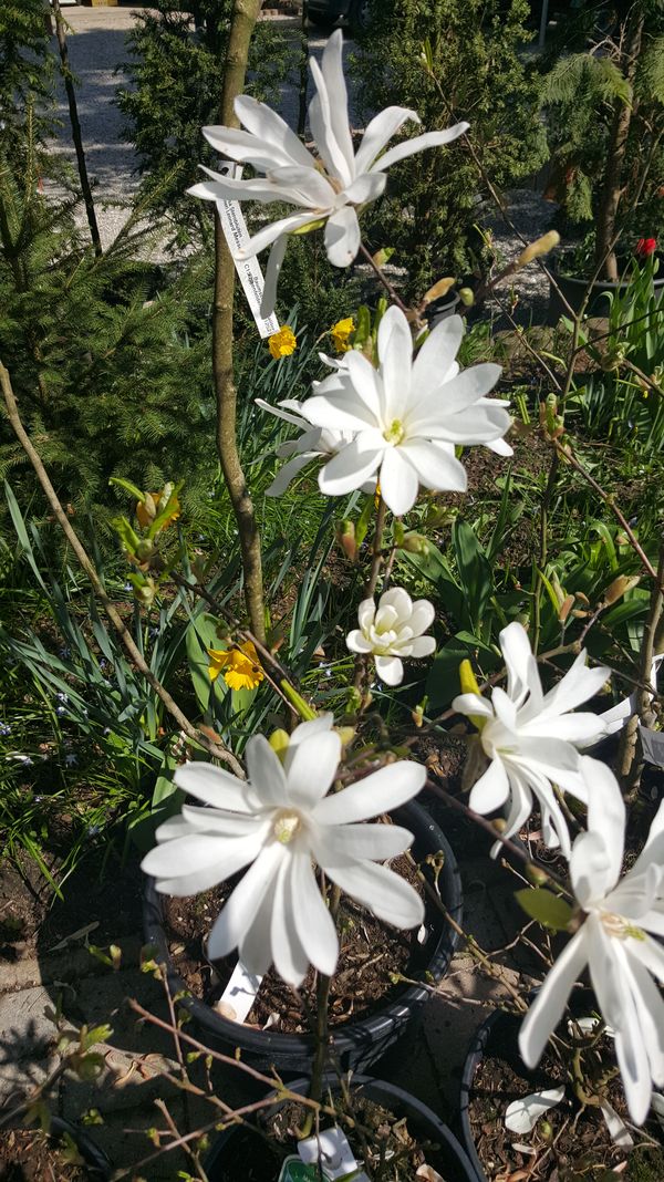 Magnolien - wunscherschne Frhlingsblher
