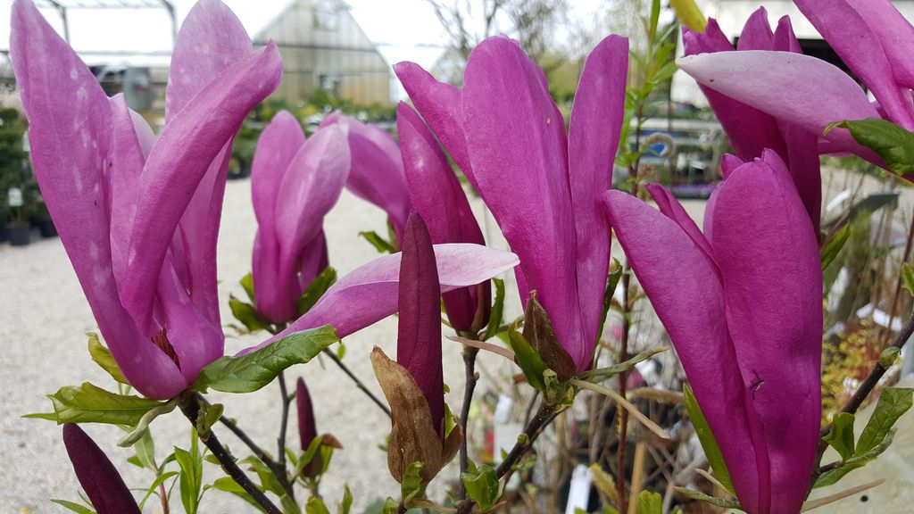 Magnolien - wunscherschne Frhlingsblher