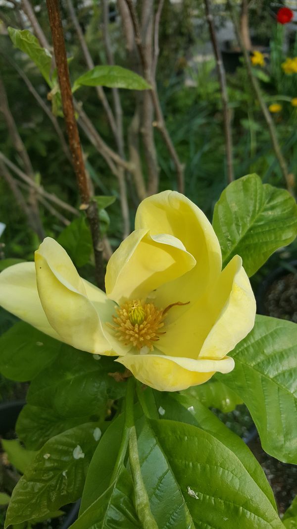 Magnolien - wunscherschne Frhlingsblher