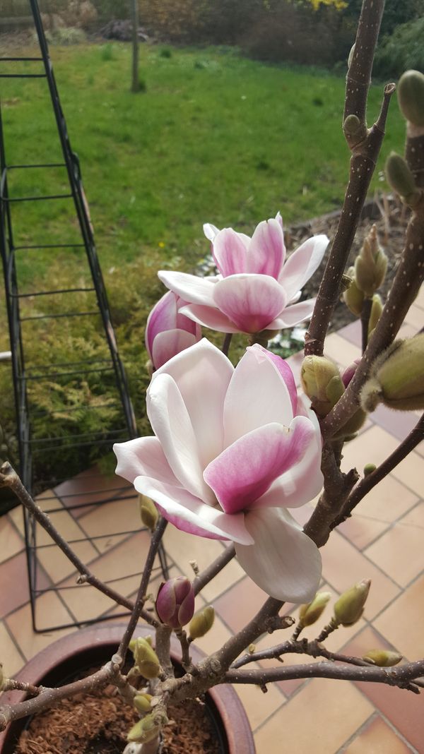 Magnolien - wunscherschne Frhlingsblher