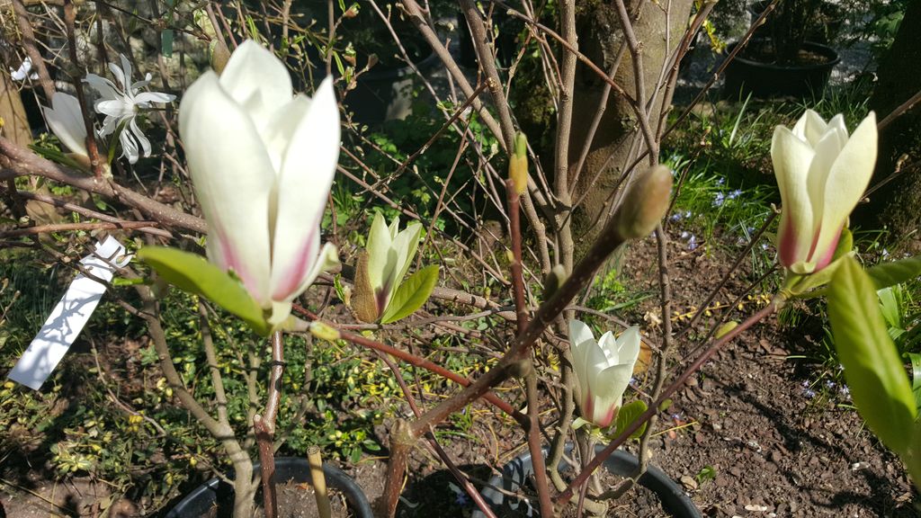 Magnolien - wunscherschne Frhlingsblher