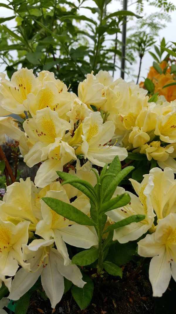 Rhododendren und Azaleen - Stefan Saliter