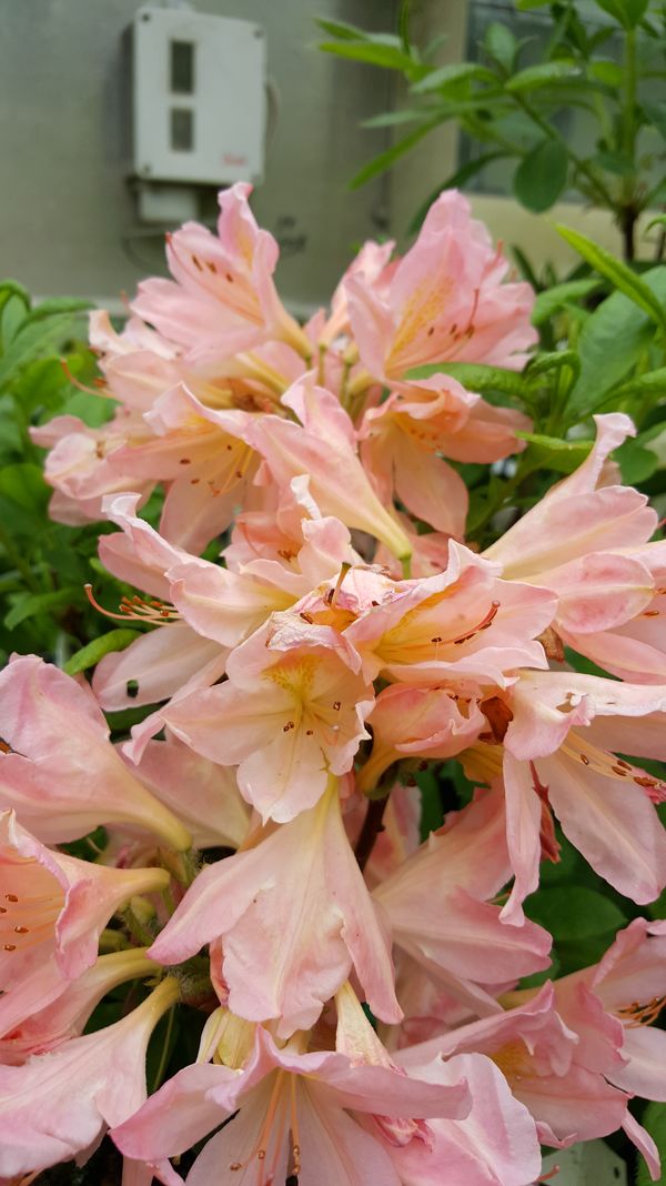 Rhododendren und Azaleen - Stefan Saliter