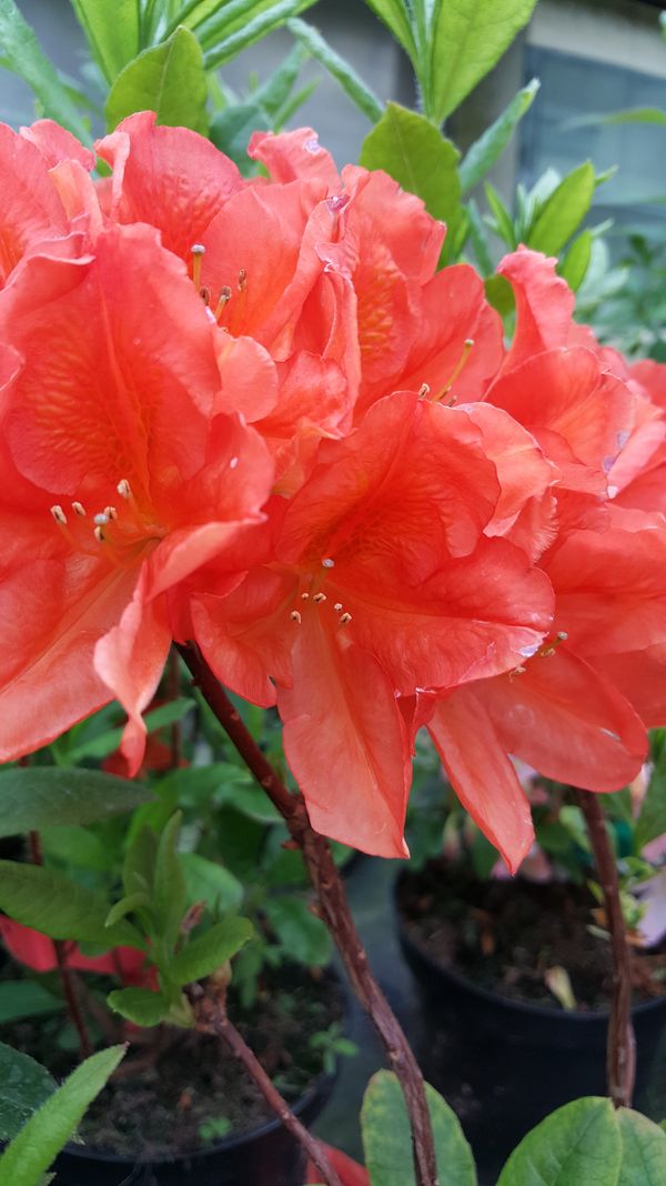 Rhododendren und Azaleen - Stefan Saliter
