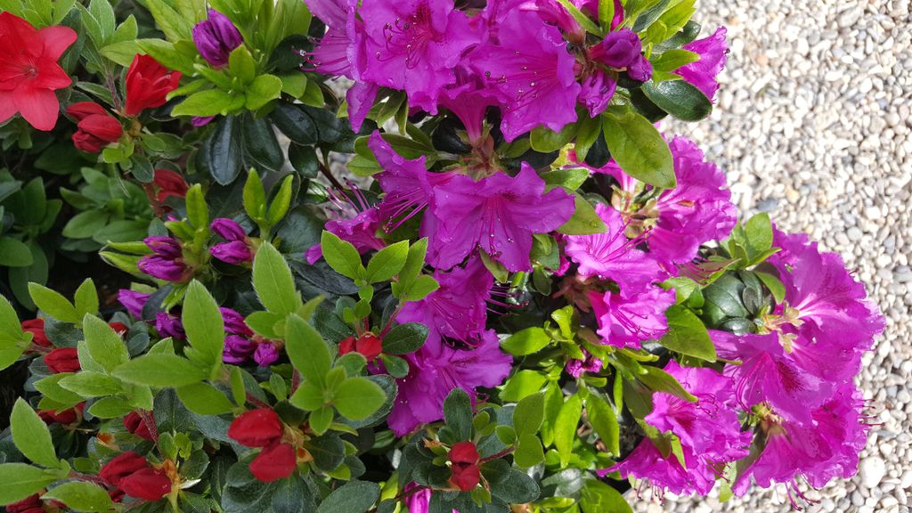 Rhododendren und Azaleen - Stefan Saliter