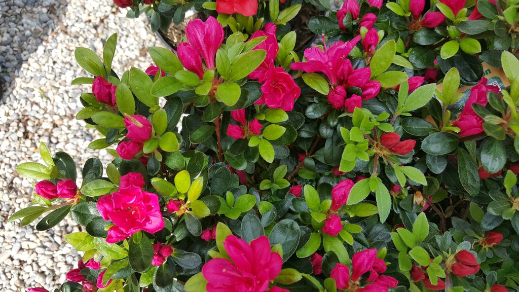 Rhododendren und Azaleen - Stefan Saliter