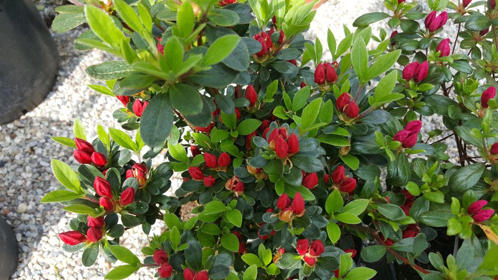 Rhododendren und Azaleen - Stefan Saliter