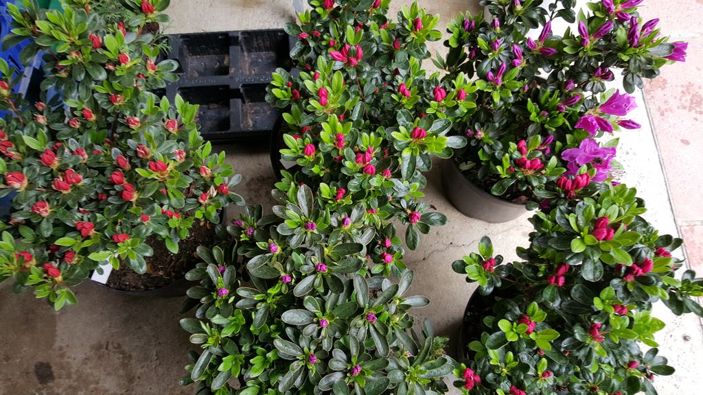 Rhododendren und Azaleen - Stefan Saliter