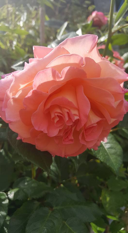 Stefan Saliter - Rosen