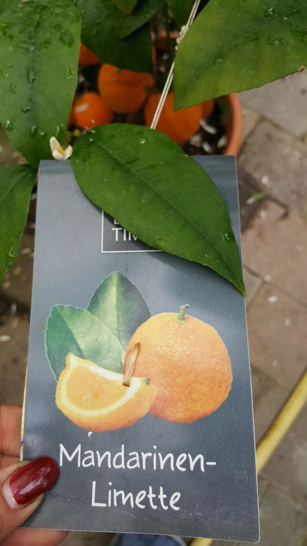 Zitruspflanzen